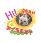 犬のソラちゃん（個別スタンプ：8）