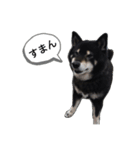 関西弁くろしば（個別スタンプ：1）