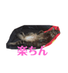 とんちゃんスタンプ1（個別スタンプ：4）