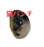 とんちゃんスタンプ1（個別スタンプ：7）