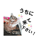とある宗教jwのねこ その2（個別スタンプ：1）