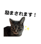 とある宗教jwのねこ その2（個別スタンプ：3）