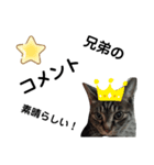 とある宗教jwのねこ その2（個別スタンプ：7）
