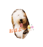 キャロル君のスタンプです♡（個別スタンプ：8）