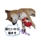 Miyabi,s（個別スタンプ：1）