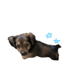 愛犬『社長』のスタンプ2（個別スタンプ：1）