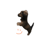 愛犬『社長』のスタンプ2（個別スタンプ：2）