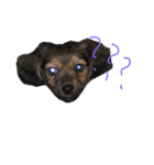 愛犬『社長』のスタンプ2（個別スタンプ：3）