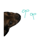 愛犬『社長』のスタンプ2（個別スタンプ：5）