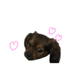 愛犬『社長』のスタンプ2（個別スタンプ：6）