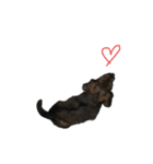 愛犬『社長』のスタンプ2（個別スタンプ：8）