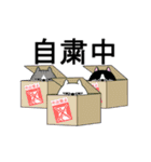 動く 三匹の擦れねこ3（個別スタンプ：21）