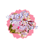 桜の入学卒業スタンプ（個別スタンプ：3）