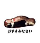愛犬バディスタンプ（個別スタンプ：1）