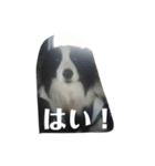 愛犬バディスタンプ（個別スタンプ：6）