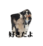 愛犬バディスタンプ（個別スタンプ：7）