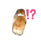 こてぷ（個別スタンプ：3）