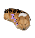 こてぷ（個別スタンプ：4）