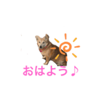 ミーコ先生の日常（個別スタンプ：3）