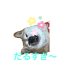 ミーコ先生の日常（個別スタンプ：4）