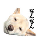 柴犬shibainu 【ICHIRO】vol.2（個別スタンプ：1）