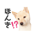 柴犬shibainu 【ICHIRO】vol.2（個別スタンプ：2）