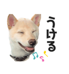 柴犬shibainu 【ICHIRO】vol.2（個別スタンプ：3）