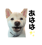 柴犬shibainu 【ICHIRO】vol.2（個別スタンプ：4）