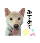 柴犬shibainu 【ICHIRO】vol.2（個別スタンプ：6）