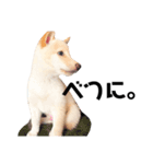 柴犬shibainu 【ICHIRO】vol.2（個別スタンプ：7）