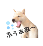 柴犬shibainu 【ICHIRO】vol.2（個別スタンプ：8）
