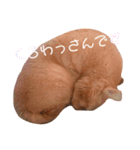 まろんくんの日常（個別スタンプ：6）