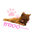 まろんくんの日常（個別スタンプ：8）