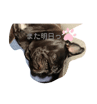 黒パグ's日常2（個別スタンプ：1）