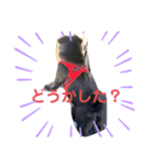黒パグ's日常2（個別スタンプ：7）
