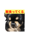 犬の気持ちを言葉に表す（個別スタンプ：1）