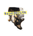 犬の気持ちを言葉に表す（個別スタンプ：2）