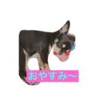 犬の気持ちを言葉に表す（個別スタンプ：3）