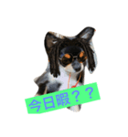 犬の気持ちを言葉に表す（個別スタンプ：4）