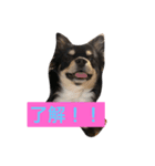 犬の気持ちを言葉に表す（個別スタンプ：6）