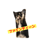 犬の気持ちを言葉に表す（個別スタンプ：7）
