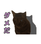 にゃんにゃんスタンプ 2（個別スタンプ：2）