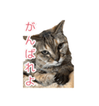 にゃんにゃんスタンプ 2（個別スタンプ：5）