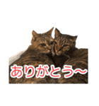 にゃんにゃんスタンプ 2（個別スタンプ：6）