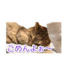 にゃんにゃんスタンプ 2（個別スタンプ：7）