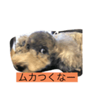 トイプードル3匹集（個別スタンプ：6）
