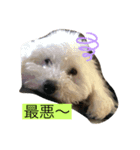トイプードル3匹集（個別スタンプ：7）