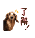ミント＆きなこ＆くらら（個別スタンプ：2）