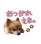 ミント＆きなこ＆くらら（個別スタンプ：3）