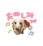 ミント＆きなこ＆くらら（個別スタンプ：7）